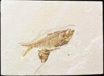 Bargain Diplomystus Fossil Fish - Wyoming #39685-1